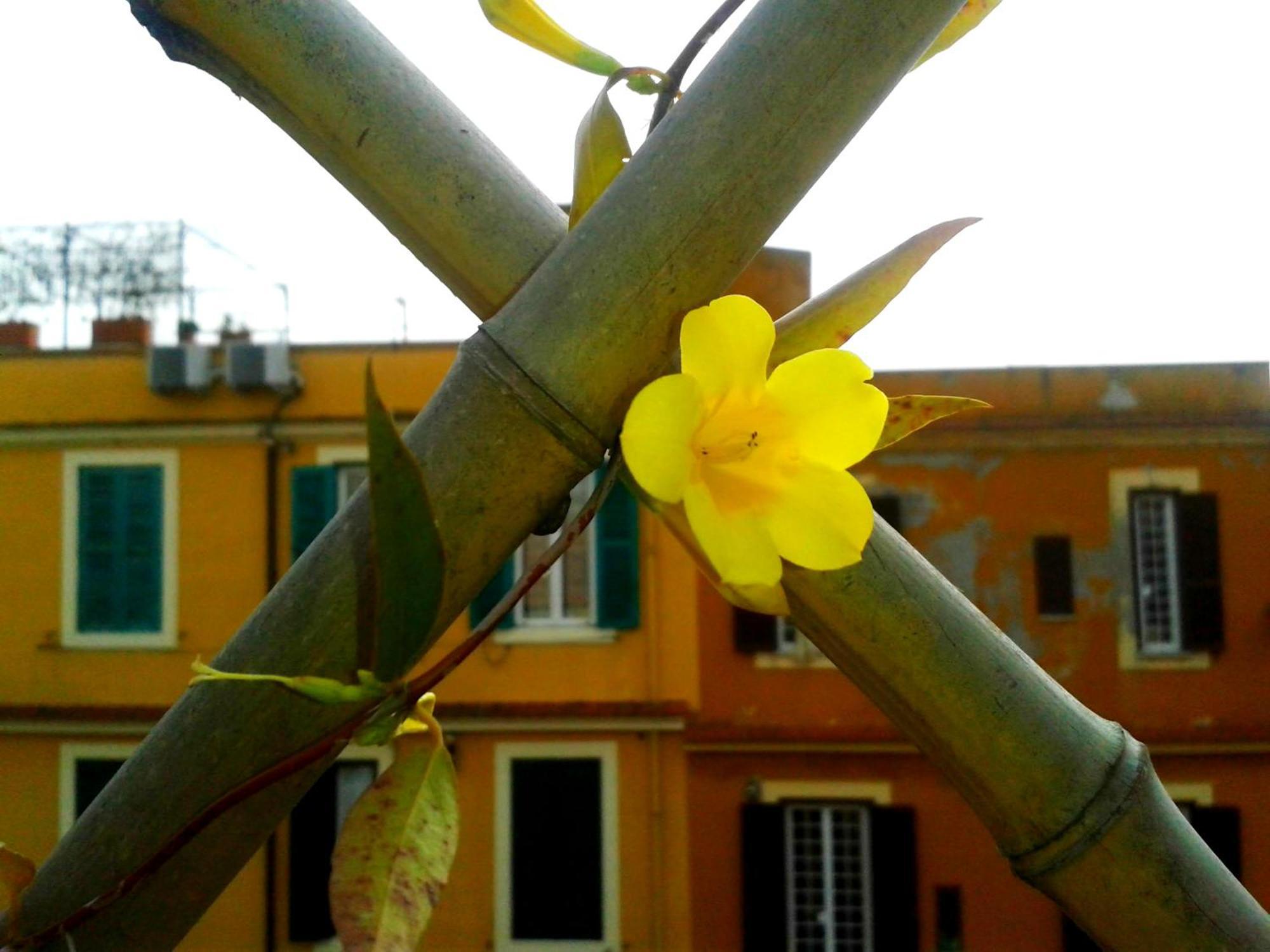Bluemoon Attic With Sunny Terrace Apartamento Roma